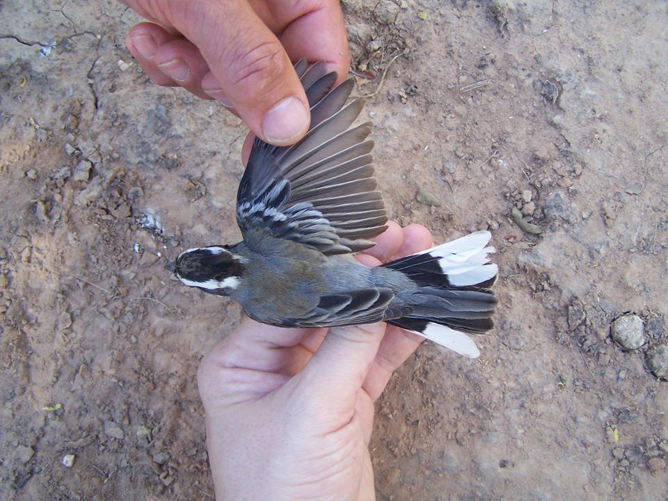 BLACKCRESTED FINCH Lophospingus pusillus FAUNA PARAGUAY